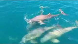 Australian Snubfin Dolphins in Cygnet Bay [upl. by Aenel7]