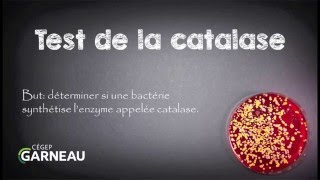 Test de la catalase [upl. by Dombrowski201]