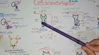 2tout savoir sur linsuffisance rénale aiguë IRAphysiopathologie de lIRA pré rénalfonctionnelle [upl. by Asirralc]