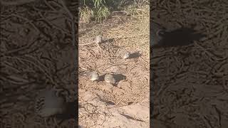 Gambels Quail Arizona [upl. by Allesiram961]