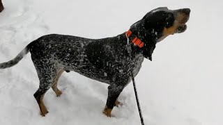 Southern Hound in New England Snow [upl. by Ahtiekahs]