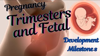 Pregnancy Trimesters and Fetal Development Milestones 3D Animation [upl. by Bentley]