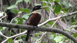 Rufous bellied kookaburra calling [upl. by Aylsworth]