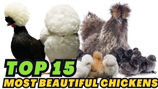 15 Most Beautiful Chickens Breeds in the World [upl. by Narmis324]