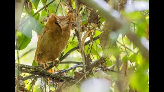 Serendib Scops Owl [upl. by Erret417]