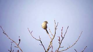 South Bog Northern Shrike [upl. by Atiluj878]