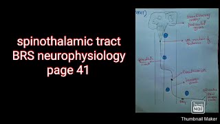 Spinothalamic tract BRS PHYSIOLOGY page 41 Kulsoom Rasheed Depar [upl. by Lucey]