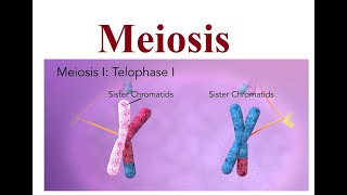 Meiosis Explained The Key to Genetic Diversity  2024 [upl. by Spillihp]