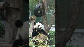 Giant panda eating bamboo [upl. by Snow264]