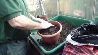 How to start off dahlia tubers in the greenhouse  Tims Tips from Directbulbs [upl. by Dehlia]