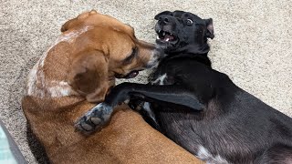 Two Dogs Love Language To Each Other [upl. by Healey]