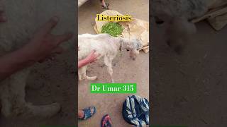 Listeriosis In sheep  Sheep disease  Sheep treatment  sheep  shorts  ytshorts [upl. by Rotkiv]