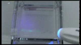 Agarose gel electrophoresis of proteins [upl. by Allianora]