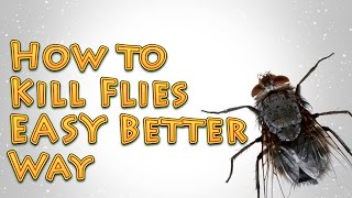 How to Kill Flies A Better EASY way [upl. by Aicilf615]