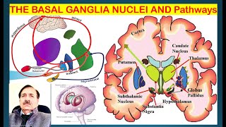 THE BASAL GANGLIA NUCLEI AND ITS Pathways Lectures by Dr Alamzeb [upl. by Blatt160]