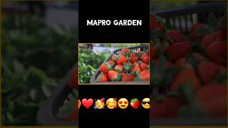 Mapro Garden mahabaleshwar 🍓🥰 mahabaleshwar summervacation trending shorts [upl. by Sirtimid]