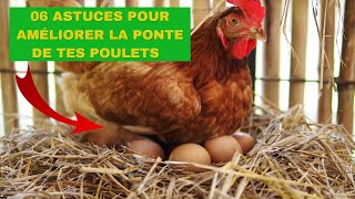 6 astuces poue améliorer la ponte chez les poules [upl. by Ramyaj]