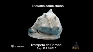 Trompeta de Caracol16 2 5 17 [upl. by Venterea]