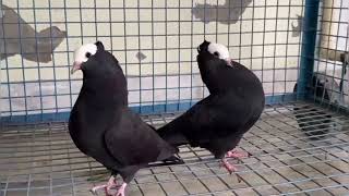 fancy fental pigeon Mukhi fancy pigeon [upl. by Henryson31]