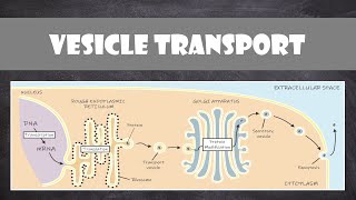 Vesicle Transport within Cells  Cell Biology [upl. by Elohc]