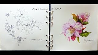 Cherry Blossom  Botanical Study in Sketch amp Watercolor [upl. by Areik]