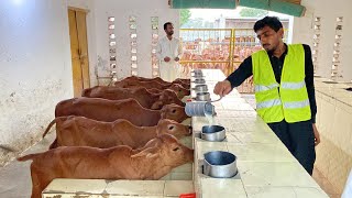 Sahiwal Calves Government Jehangirabad Sahiwal Cattle Farm Part 23 ll Calf Rearing cow dairyfarm [upl. by Ashley]