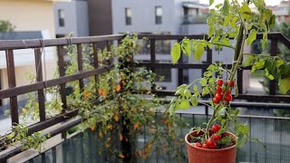 Tomateras para jardineras en balcones  Bricomanía  Jardinatis [upl. by Weinstein515]