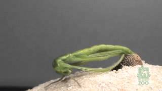 Lord Howe Island Stick Insect hatching [upl. by Latham815]