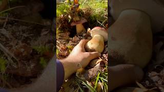 Boletus pinicola testarossa boletus funghiporcini cepes steinpilze [upl. by Crawley]