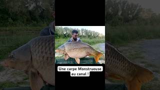 Une Carpe Monstrueuse au canal carp fishing carpe fish [upl. by Acissey]