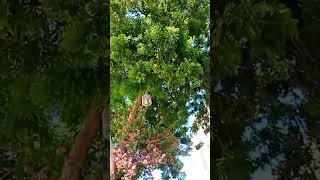 নিম গাছ অনেক ওষুধি গুনাগুন আছে agriculture shorts shortsviral bangladesh shortsvideo [upl. by Minette]