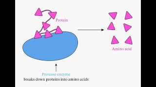 Classification of Proteolytic Enzymes Protease based on different Parameters [upl. by Erdnael]