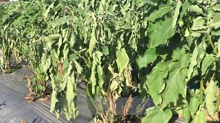 Diagnose Bacterial Wilt disease through ooze test [upl. by Tatum]