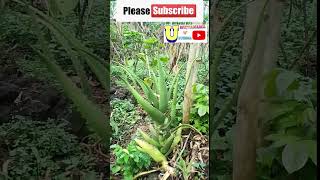 THIS PLANT TREAT MANY SKIN AND HAIR DISEASE PLEASE SUBSCRIBE [upl. by Bjork710]