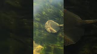 Río Paranapanema fishing viralvideo alanpescador [upl. by Anrev]