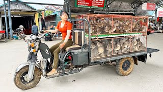 Harvesting 150 Quails Goes To The Market Sell  Buy 100 Chicks To Raise  Tiểu Vân Daily Life [upl. by Laurita]