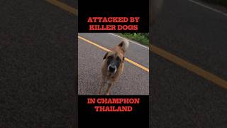 ALMOST ATTACKED BY KILLER STREET DOGS IN THAILAND 🇹🇭 rabies dogs thailand kill bite heroic [upl. by Suez]