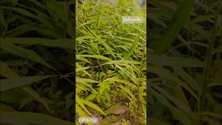 Beautiful turmeric plants trending ytshort viralvideo food plants garden fyp [upl. by Slaughter833]