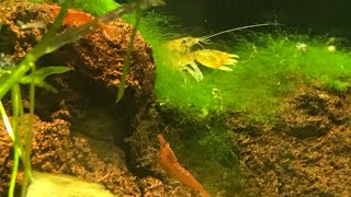 Treating For Planaria in my cherry shrimp tank with Fenbendazole [upl. by Tenay]