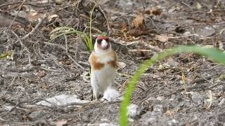 Szczygły Carduelis carduelis [upl. by Ssac741]