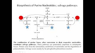 Biyokimyanın temelleri Pürin Metabolizması Salvage Pathway LeschNyhan sendromu [upl. by Sulohcin447]