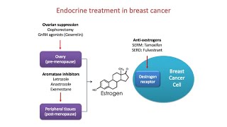 Part3 Main Methods of Endocrine Treatment [upl. by Aniehs255]