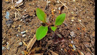 The Pacific madrone arbutus the trick to grow it [upl. by Ecnedurp]