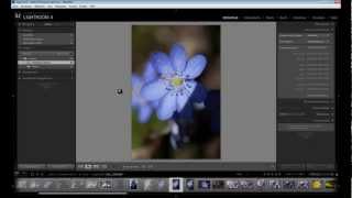 Lightroom  Sortieren und Organisieren [upl. by Nahttam386]