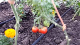 Harvesting Tomato Variety Stupice [upl. by Kittie]