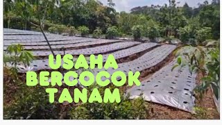 Bercocok tanam di sekitar rumah perkebunan dan persawahan [upl. by Lem89]