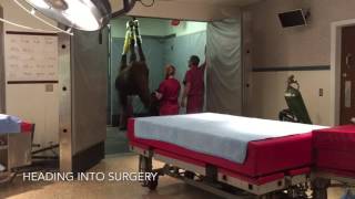 Equine Splint Bone Removal Surgery [upl. by Aurelio]