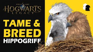 How to Get Male amp Female Hippogriff Hogwarts Legacy  Hippogriff Breeding amp Offspring [upl. by Zechariah]