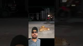 Lion prank with dog funny dog lion prank animals youtubeshorts views [upl. by Doolittle732]