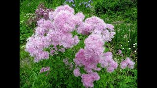 Василистник водосборолистный Thalictrum aquilegifolium [upl. by Sale]